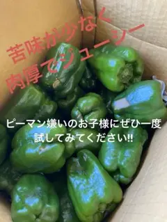 朝獲れ新鮮☀️産地直送✨高知県産ピーマン7キロ送料込み 安心安全の減
