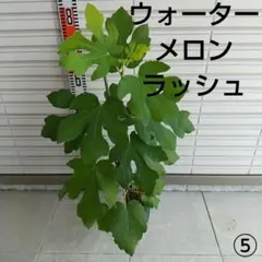 ⑥☆希少高級イチジク苗木☆【ウォーターメロンラッシュ⑥】〖7月3日