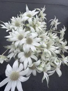 Nao24様✨20本【4】フランネルフラワー　スワッグ　生花　ドライ　花束