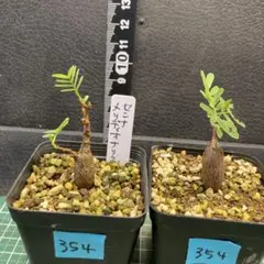 354.塊根植物 センナ メリディオナリス（実生）２株セットのサムネイル