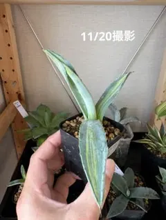 2025年最新】アガベ アメリカーナ縞斑の人気アイテム - メルカリ