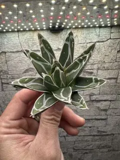 パルタロウ様 リクエスト 2点 まとめ商品