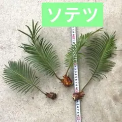 2026年最新】ソテツ 子株の人気アイテム - メルカリ