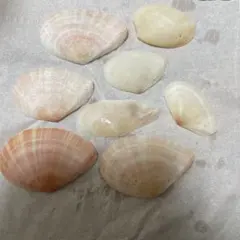沖縄　天然貝殻 8枚セットのサムネイル