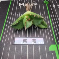 わさこた様 リクエスト 3点 まとめ商品