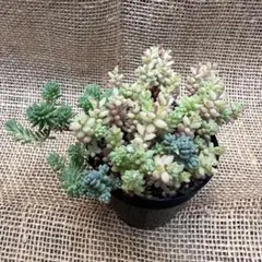 セダム　盛り合わせ　多肉植物　抜き苗