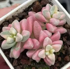ら*る様 新入荷　白鷺レインボー錦　エケベリア　多肉植物　I苗