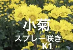 黄色スプレー咲き 小菊 元気な冬至芽 - メルカリ