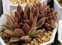 Ｐａｃｉｆｉｃ　Ｓｅｘｙ　(2)　子2付　Sempervivum　センペルビブムのサムネイル