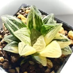 コレクタ錦　実生　ハオルチア Yahoo!オークション - （≧∇≦）多肉植物 ハオルチア コレクタ錦 実生