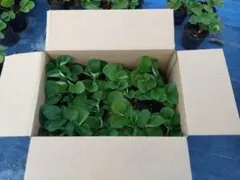 ナチュラルフルーツ様専用　イチゴ苗　15株　ポット苗土付き