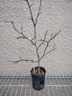 もちど様 リクエスト 2点 まとめ商品