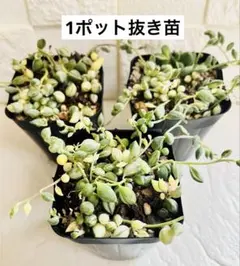 2026年最新】グリーンネックレス斑入りの人気アイテム - メルカリ