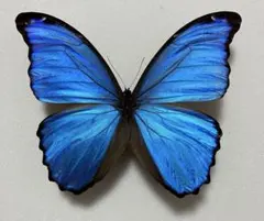 2026年最新】モルフォ 標本の人気アイテム - メルカリ