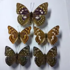 2025年最新】タテハチョウの人気アイテム - メルカリ