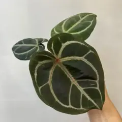 2026年最新】アンスリウム観葉植物の人気アイテム - メルカリ