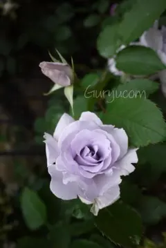 ミ*ル様 バラ挿木苗 FL 四季 青みのある藤色 強香 ゆうパケットプラス便