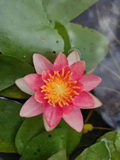 chickalaetta様 リクエスト 2点 まとめ商品