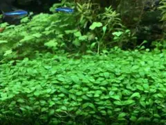 グロッソスティグマ（水中葉）　100株前後　おまけ付きです。のサムネイル