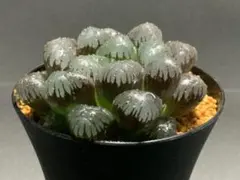 多肉植物　ハオルチア 『紫オブツーサ』　65mm. No,80