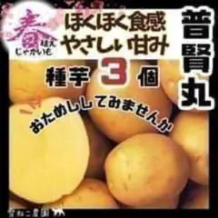 じゃがいも種芋】「男爵いも」種芋3個 ほくほく系の代表選手！定番の