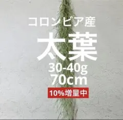 ⑥スパニッシュモス　ウスネオイデス　チランジア　観葉植物　吊り下げ　エアプランツのサムネイル