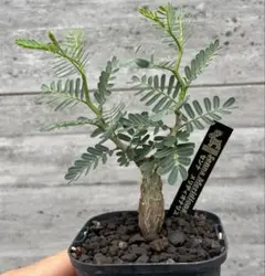 センナ メリディオナリス 鉢ごと発送 - メルカリ