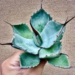 2025年最新】オリザバ アガベの人気アイテム - メルカリ