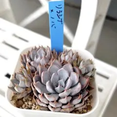 2025年最新】おらいさん苗 青札の人気アイテム - メルカリ