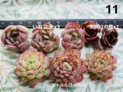 11 多肉植物　多肉弁当　詰め合わせ　寄せ植え　セット　カット苗　韓国苗　エケ