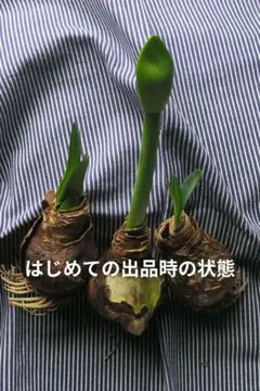 マジックアマリリス フェラーリ 球根 1個のサムネイル
