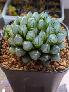 ハオルチア ブラックオブツーサ錦 多肉植物・抜き苗・メルカリ便発送