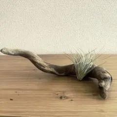 流木専門店 オブジェ インテリア 国産