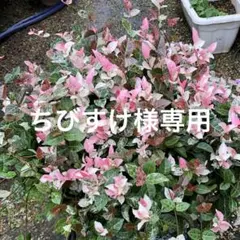 コリウス苗豪華セット、ハツユキカズラ￼2組ちびすけ様専用　カラーリーフ　ハーブ苗