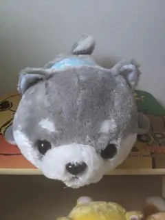 豆柴三兄弟の次男