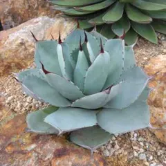 2025年最新】アガベ パリー ハンティントンの人気アイテム