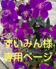 すいみん様　専用ページ