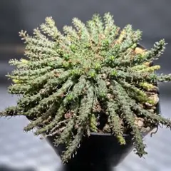 Euphorbia gatbergensis ユーフォルビア ガトベルゲンシス - メルカリ