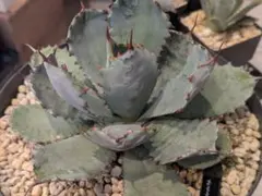 2026年最新】グアダラハラナ ハイブリッドの人気アイテム - メルカリ