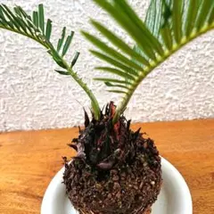 蘇鉄 子株多数 全く知識のない人の蘇鉄メンテナンス：2 〜子株〜｜そだレポ