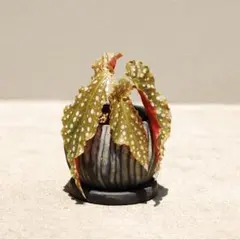 Begonia melanobullata ベゴニア メラノブラータ 原種 - メルカリ