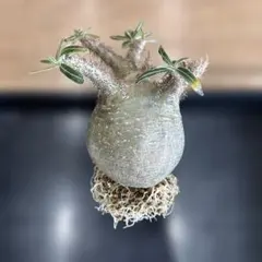 ぷ*ろ様 グラキリス　現地球　ベアルート　発根済み グラキリス 現地球 ベアルート 発根済み 厳選株】パキポディウム