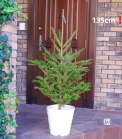 2025年最新】もみの木 苗木の人気アイテム - メルカリ