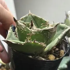 チタノタ 「白妖」かなり表情あるOC株 台湾高級品種 鉢ごと - メルカリ