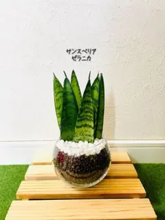 2026年最新】観葉植物 サンスベリアの人気アイテム - メルカリ