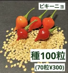 トウガラシ ビキーニョ イエロー 種子 3g入り（約1000粒） 2025年最新】ビキーニョの人気アイテム - メルカリ