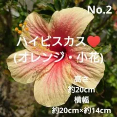 No.1【沖縄から♪】ハイビスカス(ピンクアイス)♥️ - メルカリ