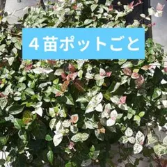 H M様 リクエスト 3点 まとめ商品