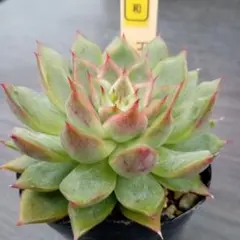 2025年最新】相府蓮の人気アイテム - メルカリ