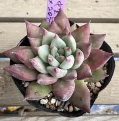 2026年最新】リンゼアナの人気アイテム - メルカリ